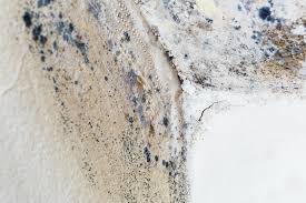 Why You Should Choose Our Mold Remediation Services in Moline Acres, MO